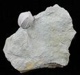 Blastoid (Pentremites) Fossil - Illinois #60128-1